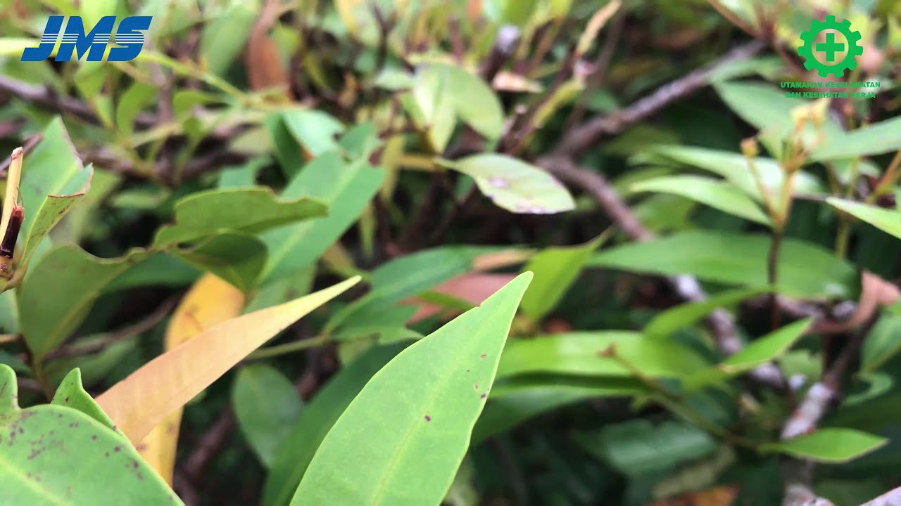 Safety Induction PT. JMS Batam