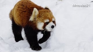 雪の中で過ごす動物たち~Animals in snow