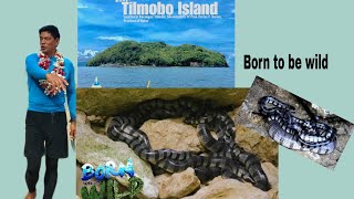 Tilmobo Binisita Ni Doc Neilsin Born To Be Wild