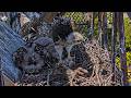 Eldest Red-tailed Hawk Chick Begins Feeding Without Help From Parents | June 4, 2026