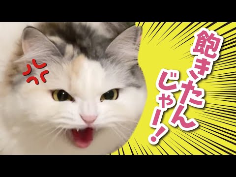 猫ってほんまこうゆうとこあるよねぇぇぇ!?!!?【関西弁でしゃべる猫】【猫アテレコ】