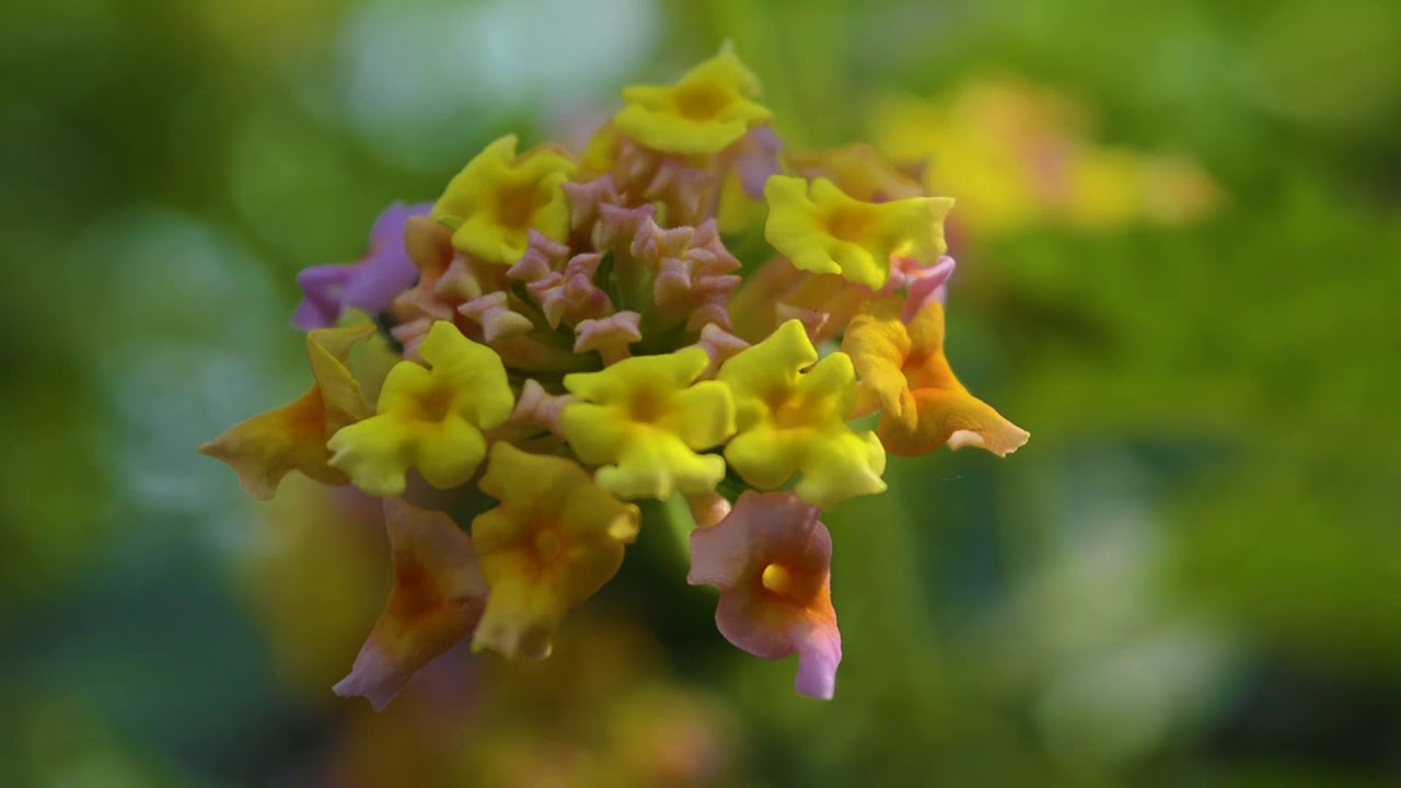 Flower Stock Footage 20 YouTube