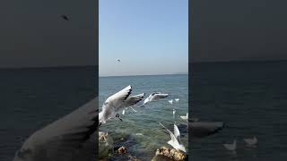 Kurban Olduğum Gelsene 🕊️