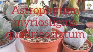 صبار أستروفيتوم ميريوستيغما كوادريكوستاتوم Astrophytum myriostigma quadricostatum