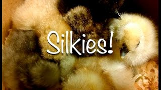 The Silkie Way - Our New Silkies! ~