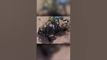 Огромные самцы Пчел Доусона добиваются самку