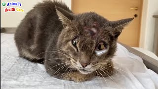 Stop Hitting Me! Poor Cat Got Tearful Ending after Being a Toy for His Owner by ANIMAL'S HEALTH CARE 293,126 views 3 weeks ago 8 minutes, 11 seconds