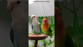 Cute And Funny Love Birds Credit Isaac.savoy On Tiktok