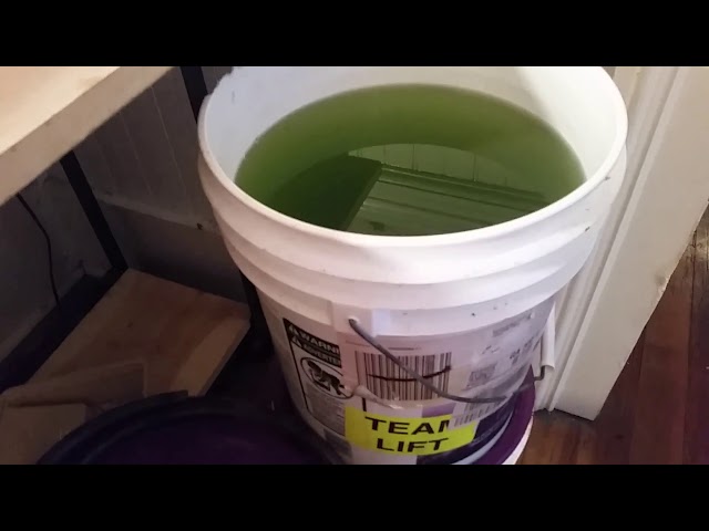 Phytoplankton Bloom Takes Over