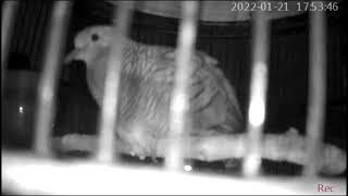 suara perkutut katuranggan pedaringan kebak suara besar