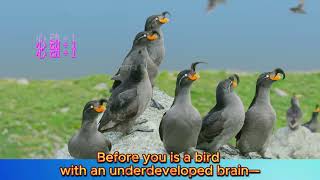 Crested Auklet The Oceans Funniest Flirt Smells Like Oranges