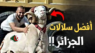 افضل أنواع سلالات الاغنام في الجزائر !!