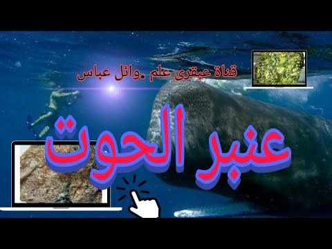 عنبر الحوت  