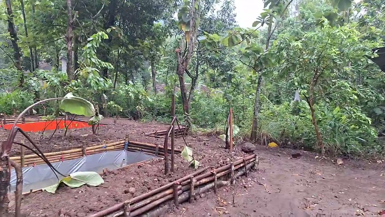 Rumah limasan luas 997 m² harga 265jt nego sampai jadi. ada kolam ikan di belakang rumah.