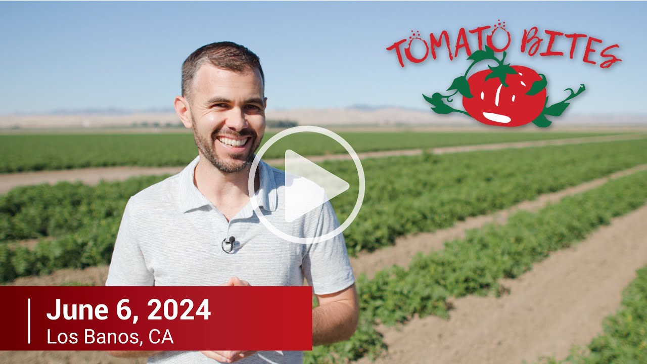 TOMATO BITES by Morning Star – June 2024 Release