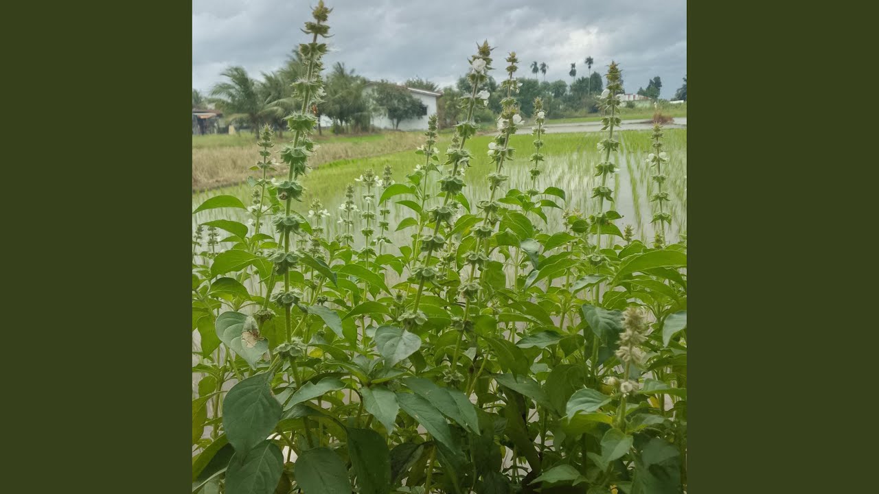 Nasib Hidup Yang Sempurna