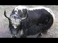 Yak fight in Pangi Valley Himachal