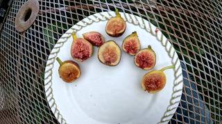 Fig Review 2026 Ep 6