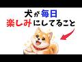 【絶対見て！】犬が毎日楽しみにしていること 13選