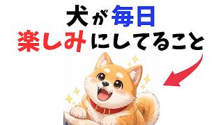 【絶対見て！】犬が毎日楽しみにしていること 13選