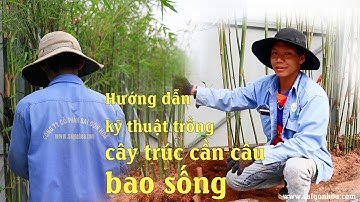 Hướng dẫn: Kỹ thuật trồng cây trúc cần câu bao sống