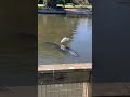 Egret gets free ride from alligator #shorts
