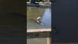 Egret gets free ride from alligator #shorts