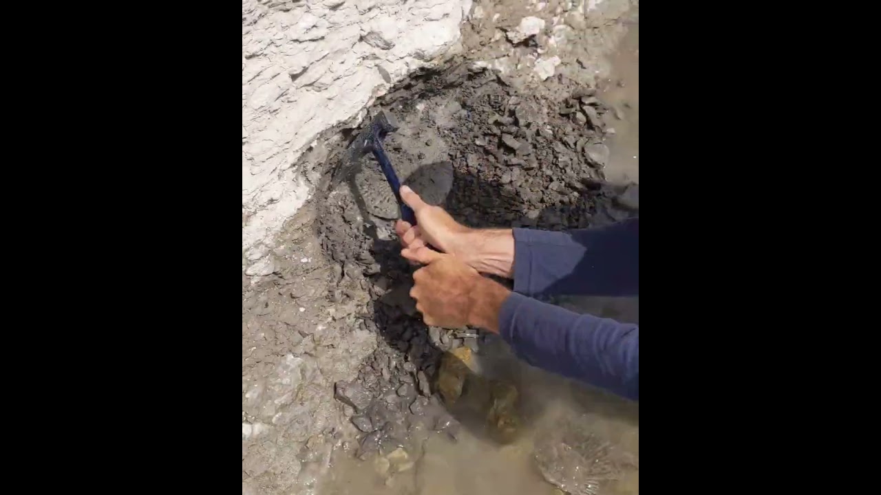 Texas Ammonite reveal