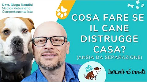 Come insegnare al cane a non rompere le cose?