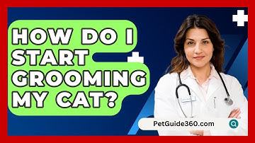 How Do I Start Grooming My Cat? - PetGuide360.com