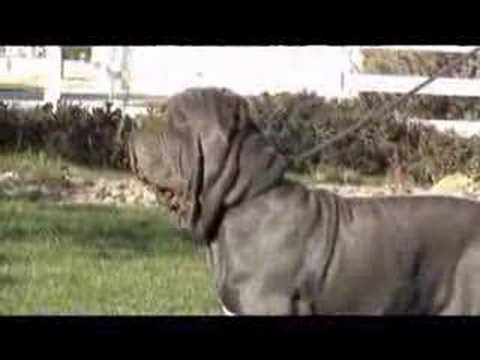 Neapolitan Mastiff Del Feudo Nisseno Cleofe