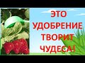 СЕКРЕТНОЕ УДОБРЕНИЕ КИТАЙСКИХ КОЛХОЗНИКОВ чтобы всех накормить. Органические удобрения.