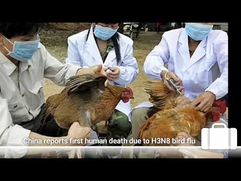 Chi­na re­ports first hu­man death due to H3N8 bird flu
