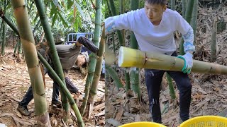 Machete Men \& Girl Cutting Huge Bamboo Shoot