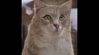 cats cats cats cats cats cats cats cats cats cats cats