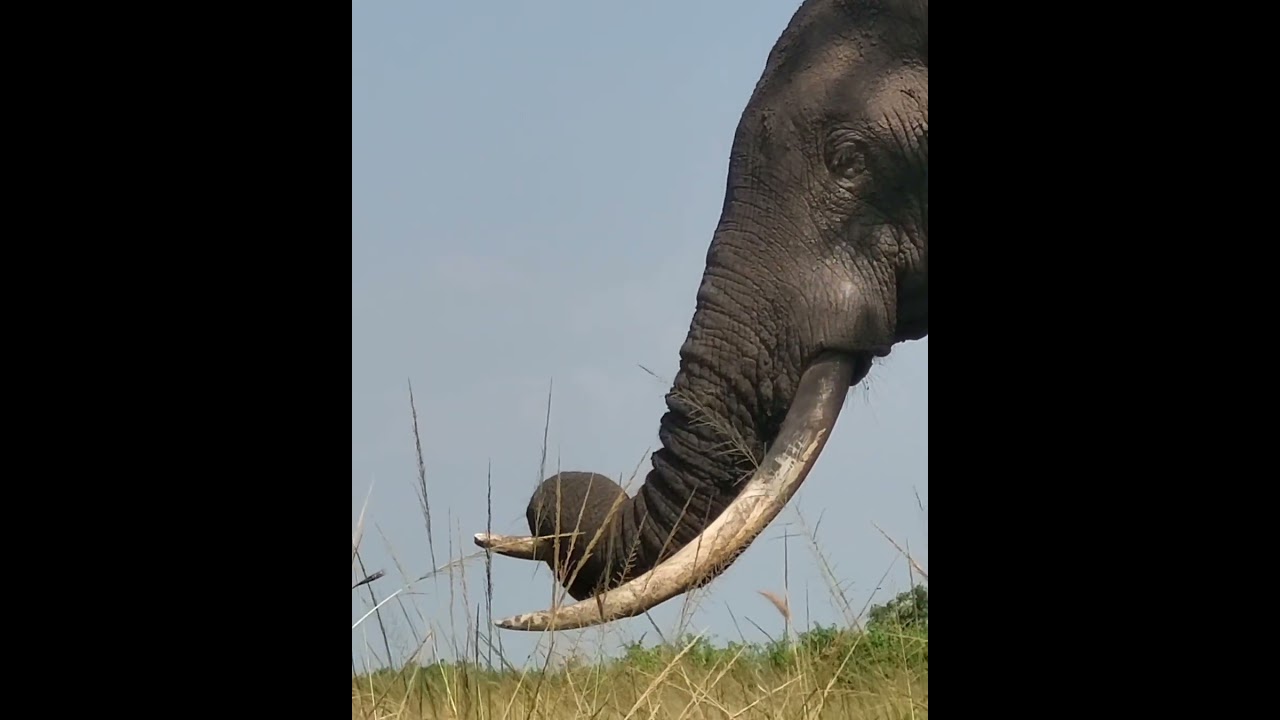 African Elephant close encounter [Uganda]
