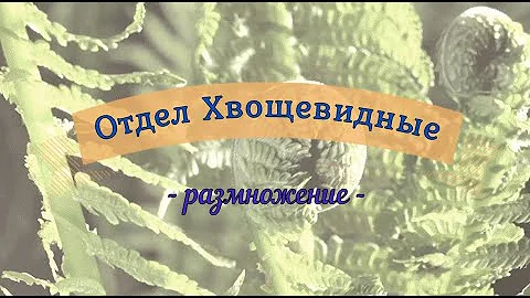 Размножение хвощей
