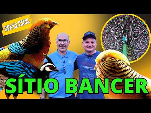 QUANTAS AVES RARAS NESTE PARAÍSO!!!
