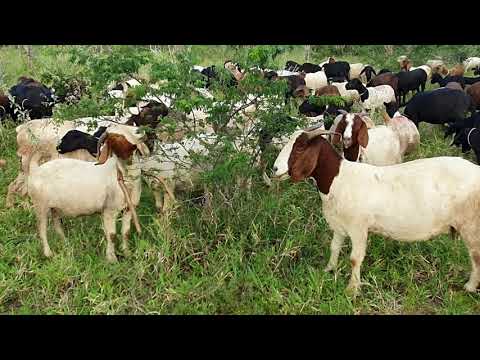Vídeo: Usando cabras para limpar o mato: dicas sobre como criar cabras para manejo de ervas daninhas