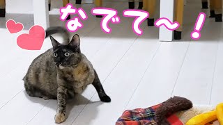 パパに甘えたくてダッシュで追いかける甘えん坊なサビ猫
