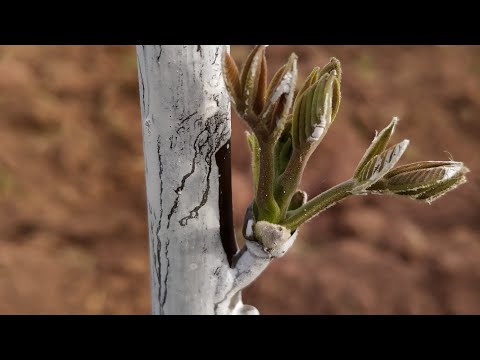 Video: Çim Biçənlərin Malçlanması: Bu Nədir? Elektrikli Və Benzinli Malçlama Biçənəklərinin Xüsusiyyətləri, Qazon üçün ən Yaxşı Modellərin Sıralanması