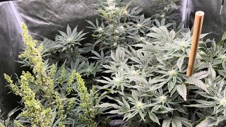 Spider Farmer SE3000 LED : Making Cannabis Seeds: Week 4