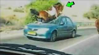 LA FURIA DEL CABALLO contra Bisonte, gallo, perros, autos, ganso