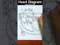 Human Heart Diagram #shorts #humanheartdiagram #heart