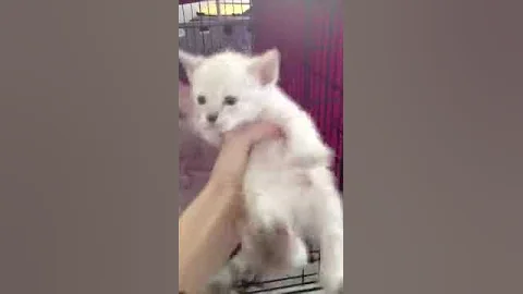 Watch the video about F5 Savannah Kittens at Rare Breed Exotics