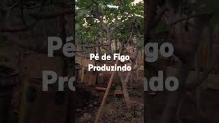 Pé de Figo