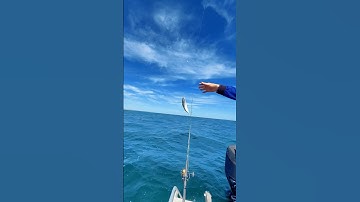 Câu cá Nục Ở Úc | Mackerel Fishing in Australia #fishing #cauca #fishinglife #cuocsonguc