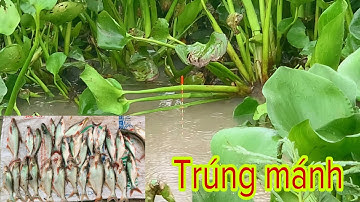 Móc Lỗ Lục Bình Câu Cá - Hốt Luôn Bầy Cá Tra | Fishing - Miền Tây