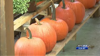 Pumpkin Harvest Season behind schedule
