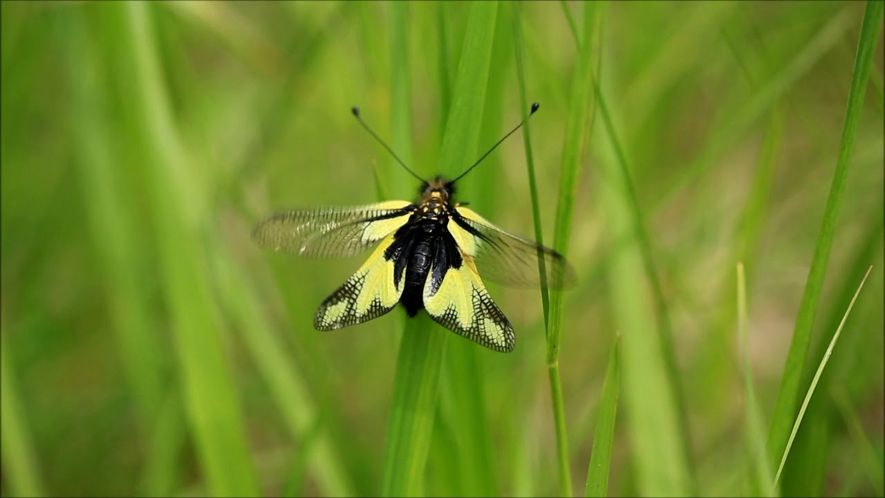 Exercices de l'ascalaphe soufré (Libelloides coccajus)
